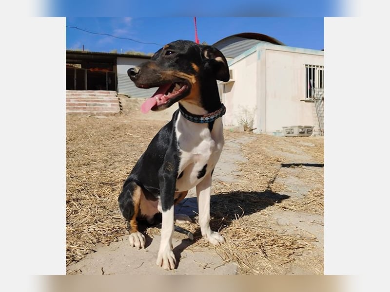 Rufus(TO) verschmuster kleiner Hund mit tollem Charakter