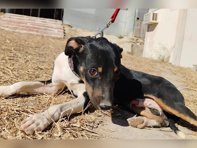 Rufus(TO) verschmuster kleiner Hund mit tollem Charakter