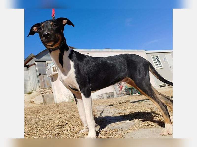 Rufus(TO) verschmuster kleiner Hund mit tollem Charakter
