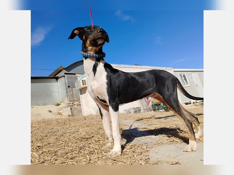 Rufus(TO) verschmuster kleiner Hund mit tollem Charakter