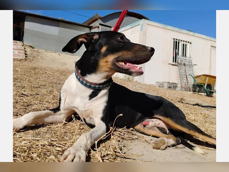 Rufus(TO) verschmuster kleiner Hund mit tollem Charakter