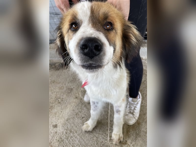 Mick, geb. ca. 12/2020, lebt in GRIECHENLAND, auf einem Gelände, auf dem die Hunde notdürftig versor