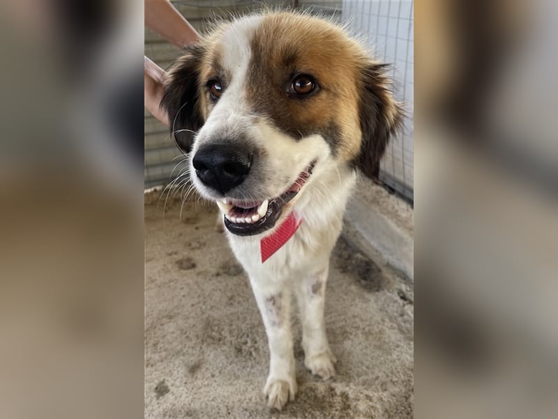 Mick, geb. ca. 12/2020, lebt in GRIECHENLAND, auf einem Gelände, auf dem die Hunde notdürftig versor