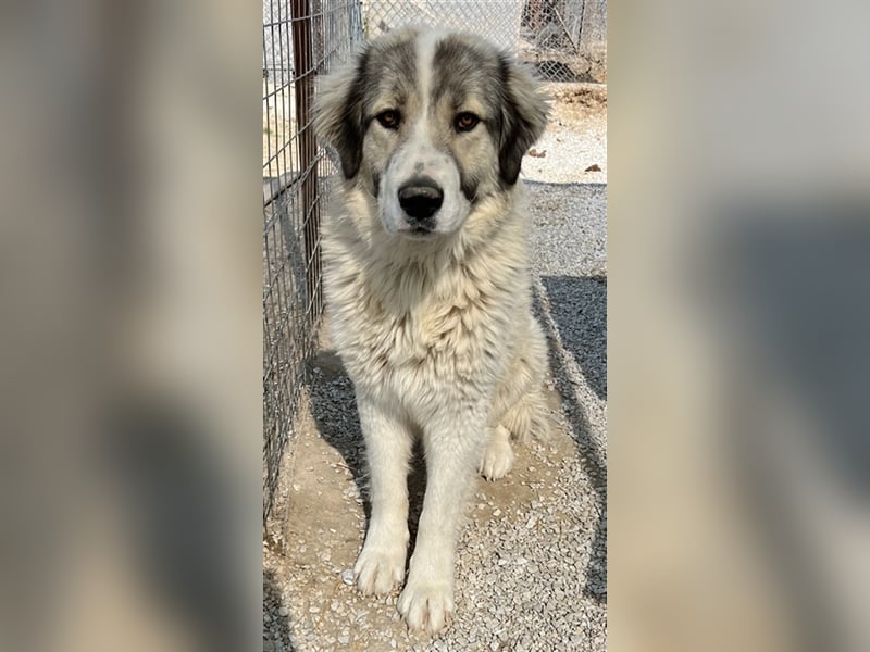 Gomez, geb. ca. 03/2021, lebt in GRIECHENLAND, im städt. Tierheim Serres