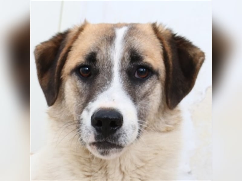 Taro, geb. ca. 08/2018, lebt in GRIECHENLAND, im städt. Tierheim Serres