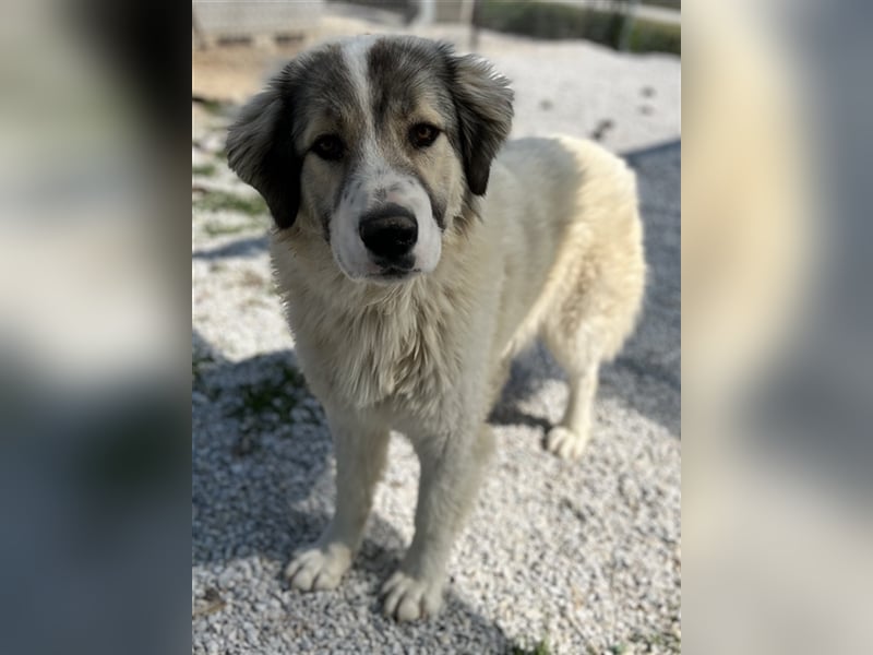 Gomez, geb. ca. 03/2021, lebt in GRIECHENLAND, im städt. Tierheim Serres