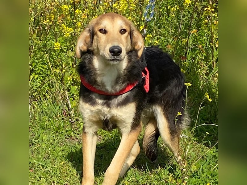  Bobby – Kleines Glück sucht großes Herz 