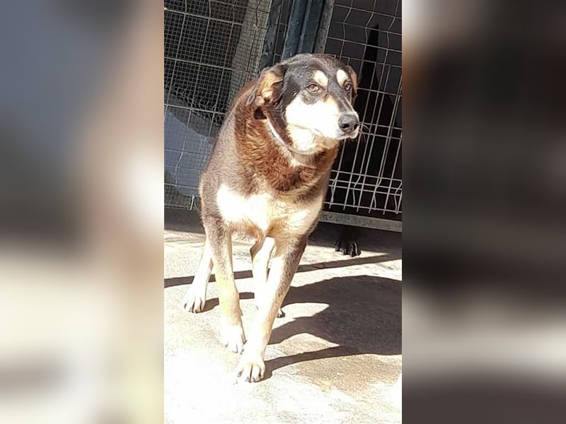 Quiducho braucht Hundehalter mit Erfahrung