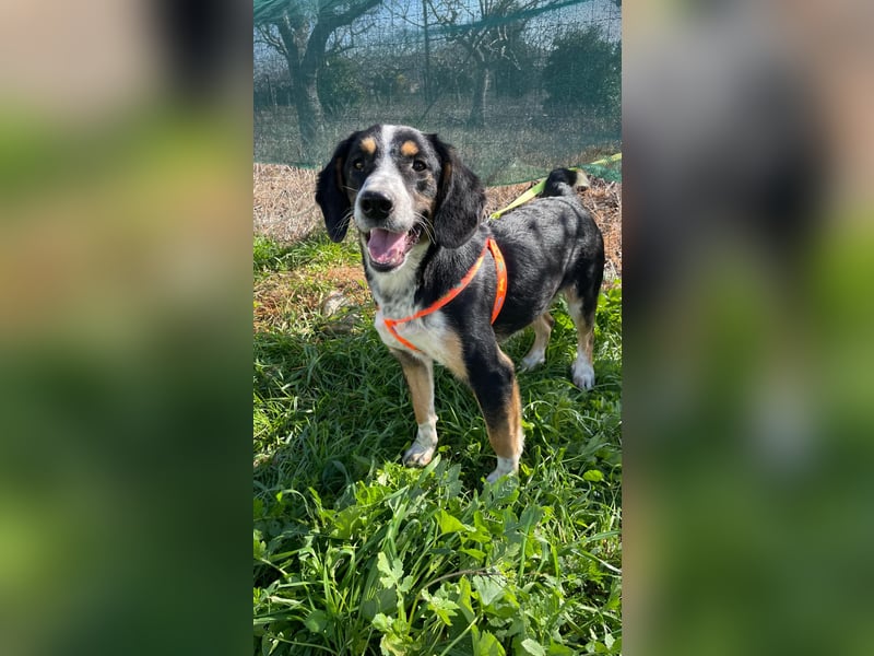  Bruce – Der kleine Überlebenskünstler mit dem großen Herzen sucht sein Zuhause fürs Leben 