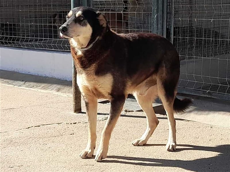 Quiducho braucht Hundehalter mit Erfahrung