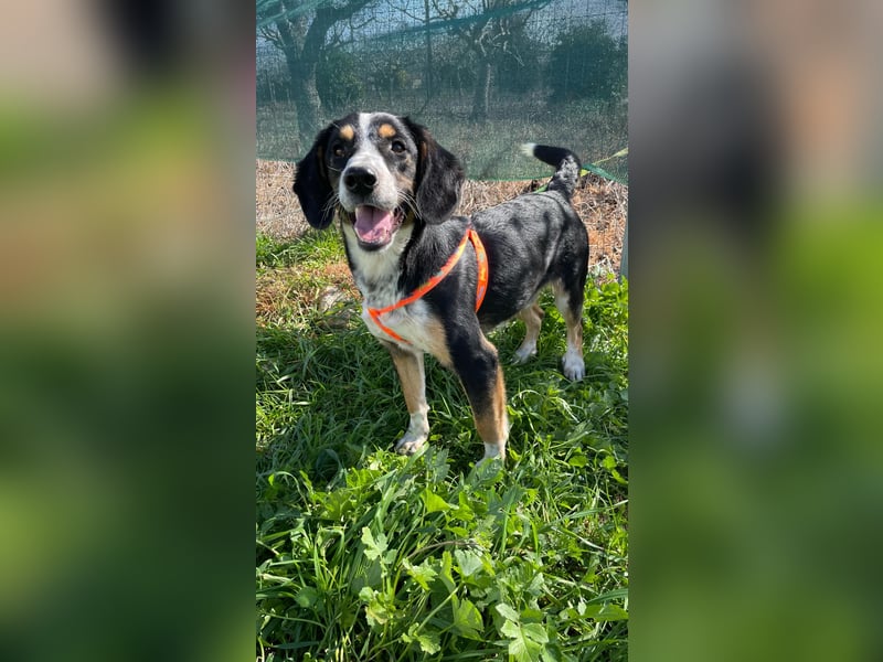  Bruce – Der kleine Überlebenskünstler mit dem großen Herzen sucht sein Zuhause fürs Leben 