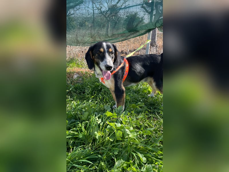  Bruce – Der kleine Überlebenskünstler mit dem großen Herzen sucht sein Zuhause fürs Leben 