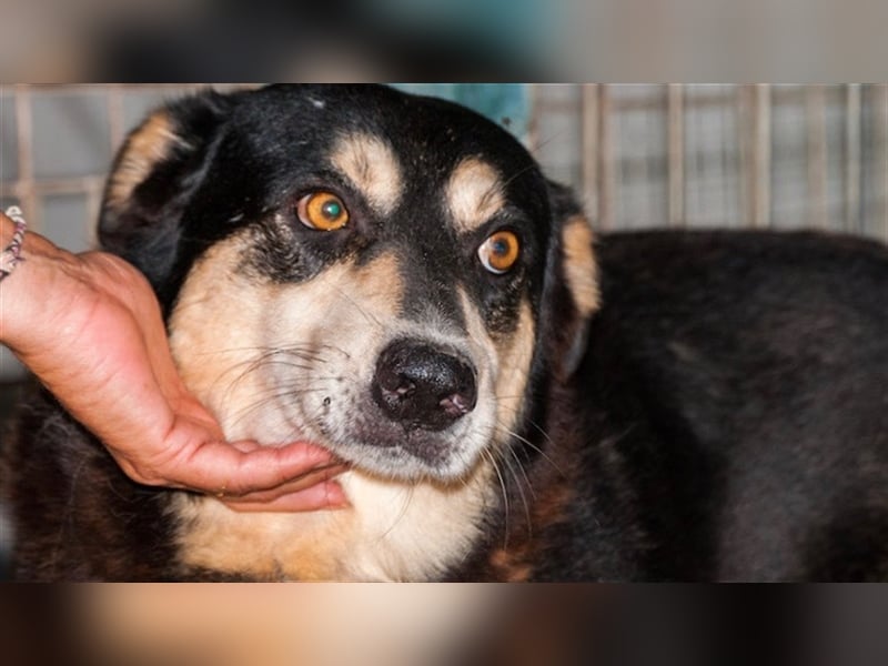 Quiducho braucht Hundehalter mit Erfahrung