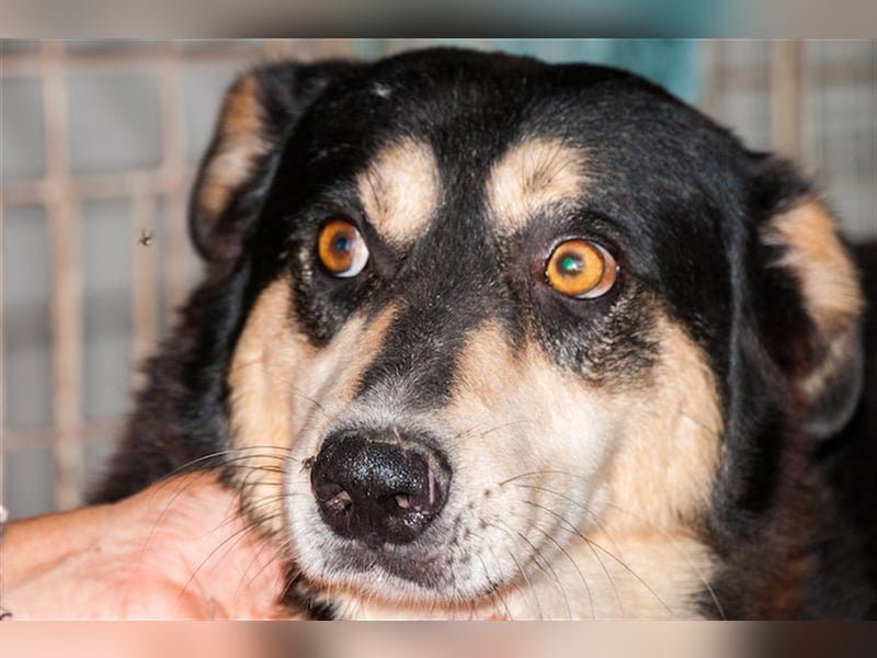 Quiducho braucht Hundehalter mit Erfahrung