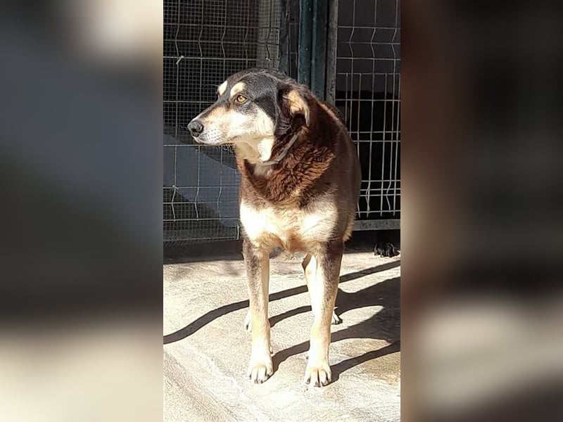 Quiducho braucht Hundehalter mit Erfahrung