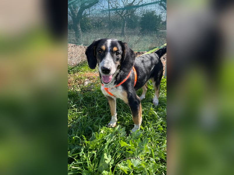  Bruce – Der kleine Überlebenskünstler mit dem großen Herzen sucht sein Zuhause fürs Leben 