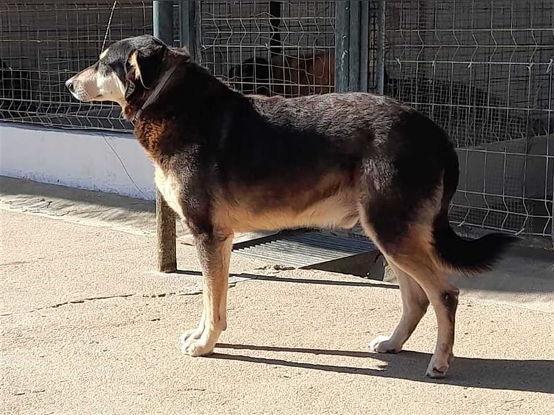 Quiducho braucht Hundehalter mit Erfahrung