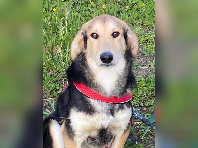  Bobby – Kleines Glück sucht großes Herz 