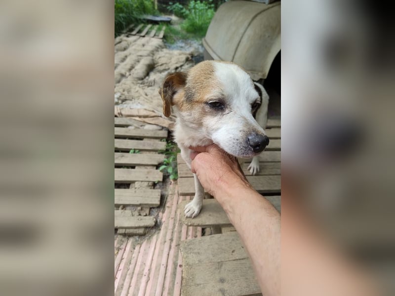 Peter - Kleiner Mann sucht Körbchen