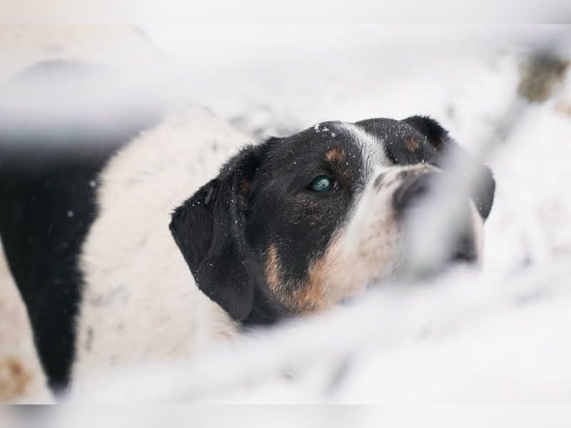 Deny – Wasserratte sucht Zuhause