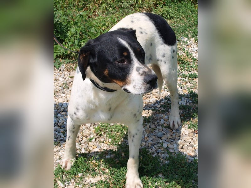 Deny – Wasserratte sucht Zuhause