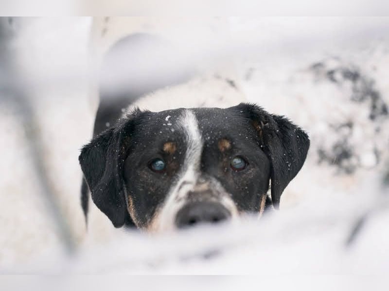 Deny – Wasserratte sucht Zuhause