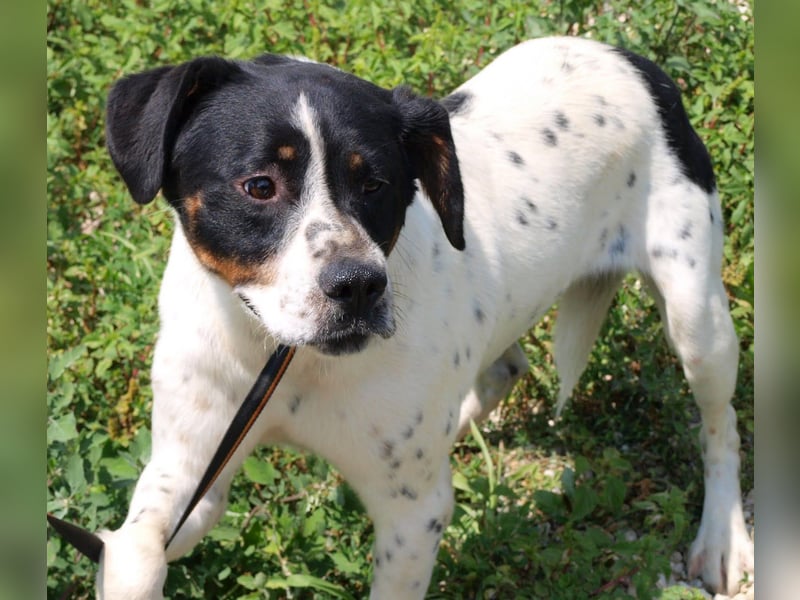Deny – Wasserratte sucht Zuhause