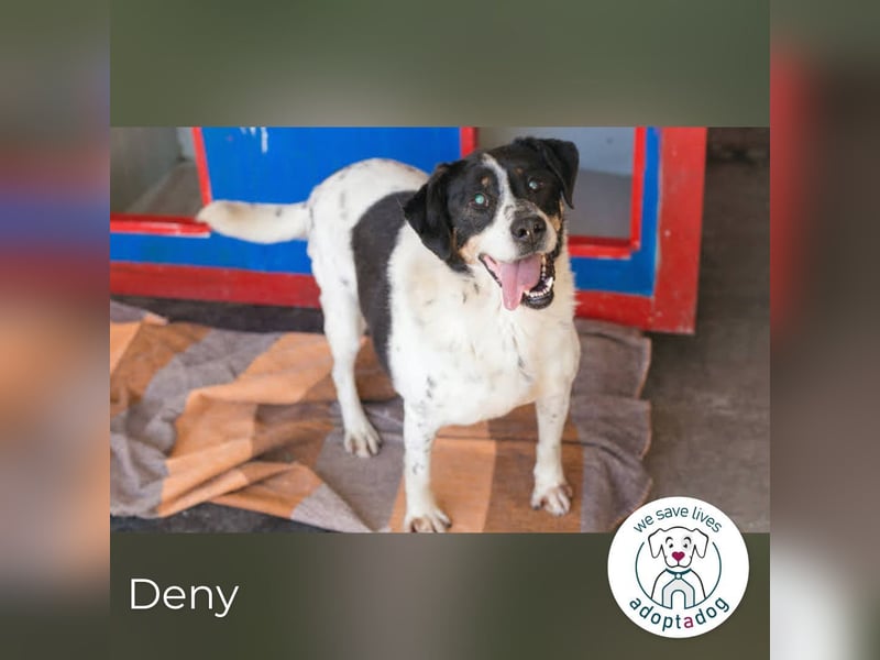 Deny – Wasserratte sucht Zuhause