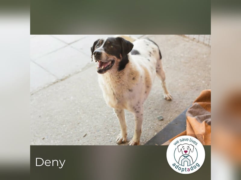 Deny – Wasserratte sucht Zuhause