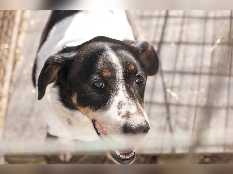 Deny – Wasserratte sucht Zuhause