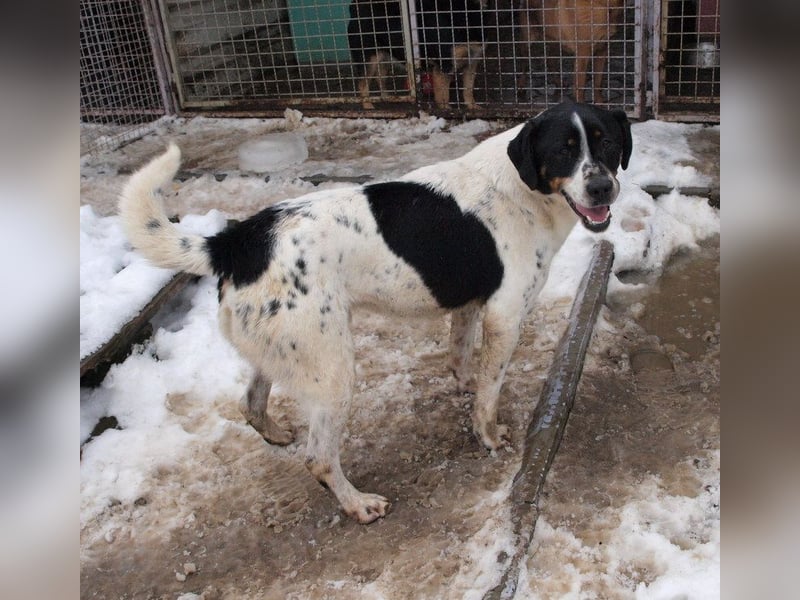 Deny – Wasserratte sucht Zuhause