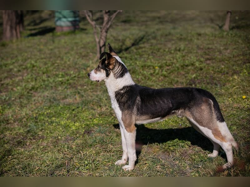 Jim: Sucht ein Abenteuer