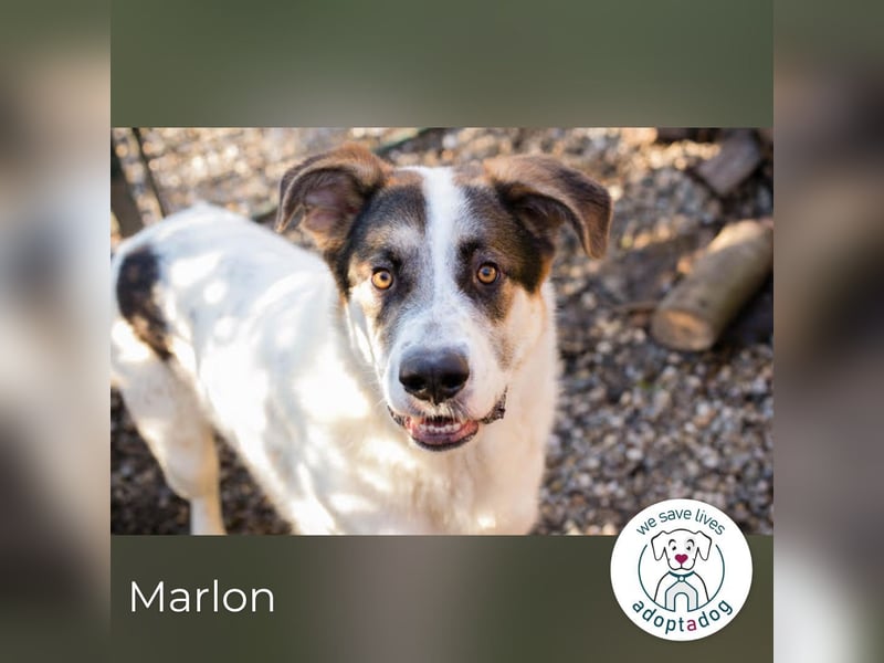 Marlon: Fröhlicher und verspielter Rüde