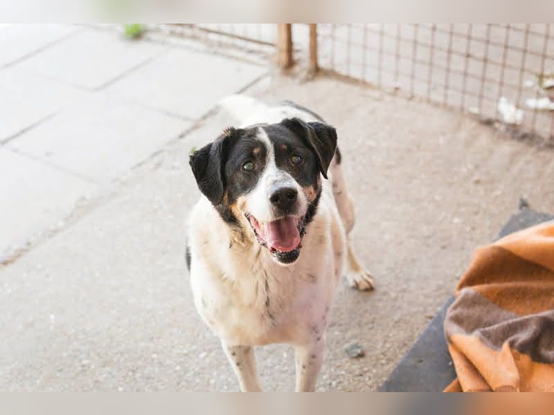 Deny – Wasserratte sucht Zuhause