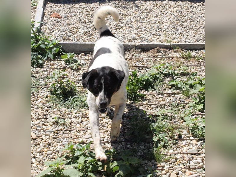 Deny – Wasserratte sucht Zuhause