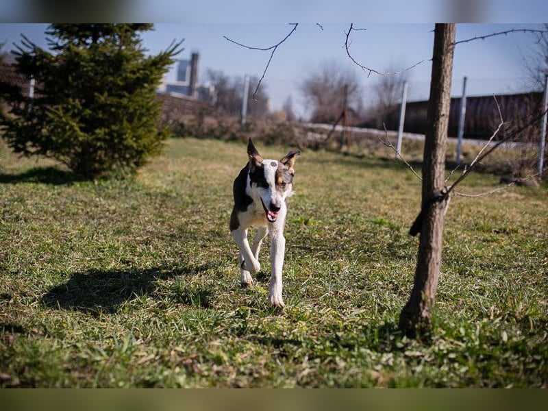 Jim: Sucht ein Abenteuer