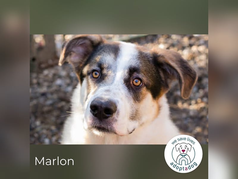 Marlon: Fröhlicher und verspielter Rüde