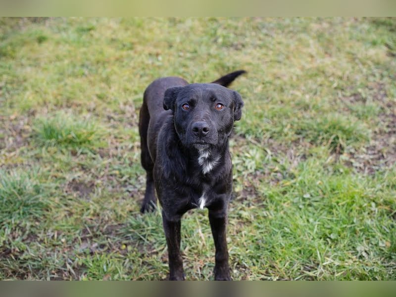 Fritzi: sucht dich!