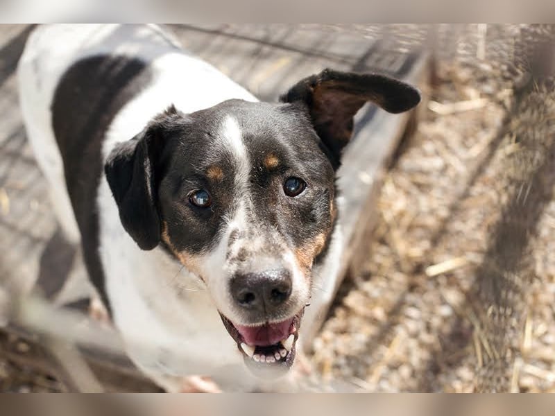 Deny – Wasserratte sucht Zuhause