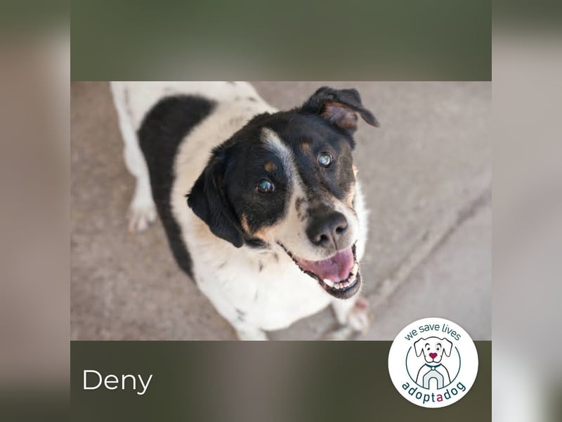 Deny – Wasserratte sucht Zuhause