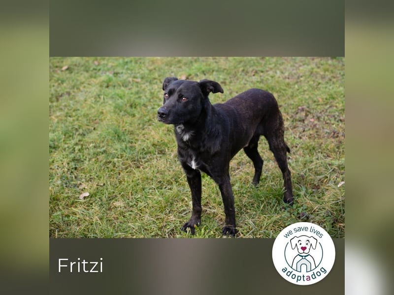 Fritzi: sucht dich!