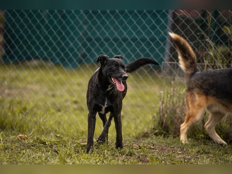 Fritzi: sucht dich!