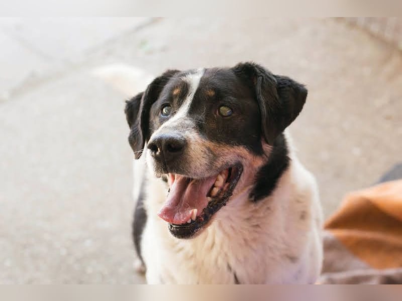 Deny – Wasserratte sucht Zuhause