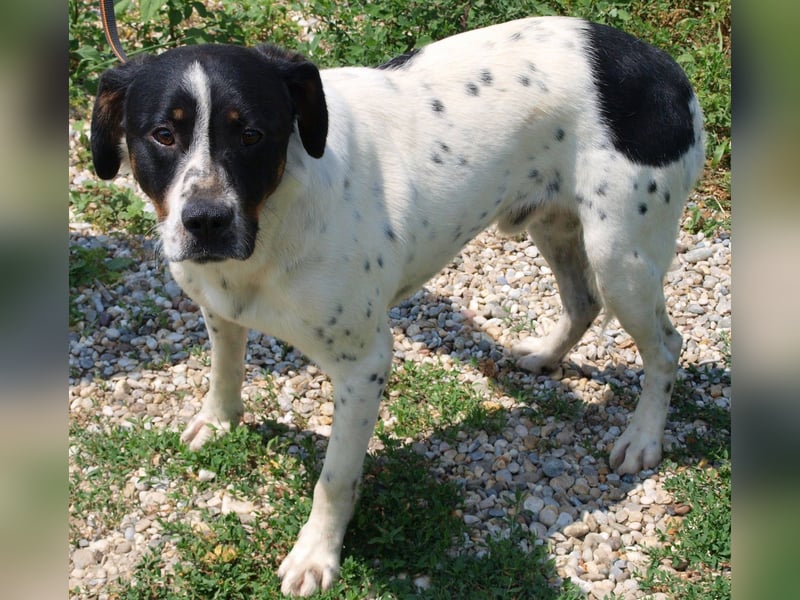 Deny – Wasserratte sucht Zuhause