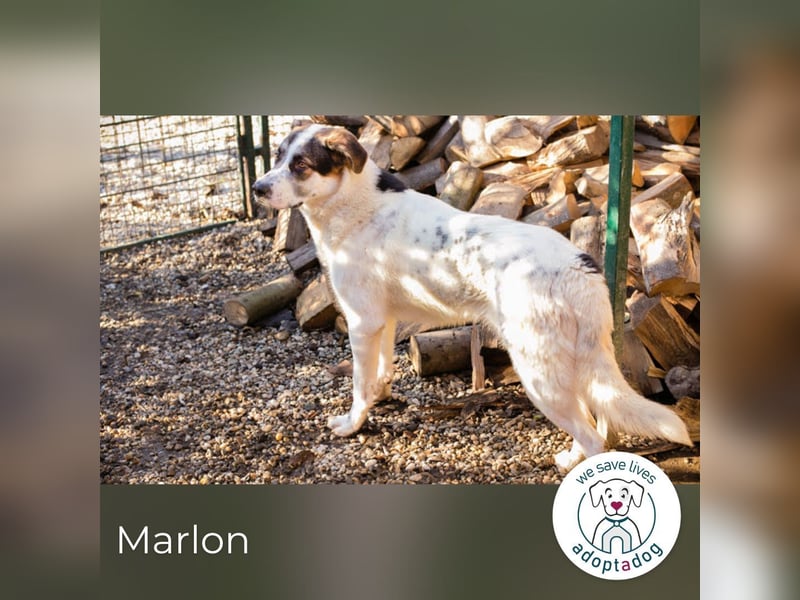 Marlon: Fröhlicher und verspielter Rüde