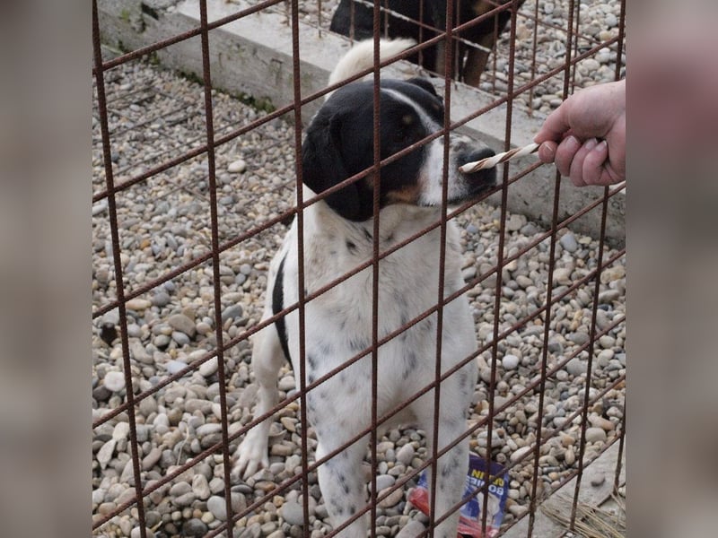 Deny – Wasserratte sucht Zuhause
