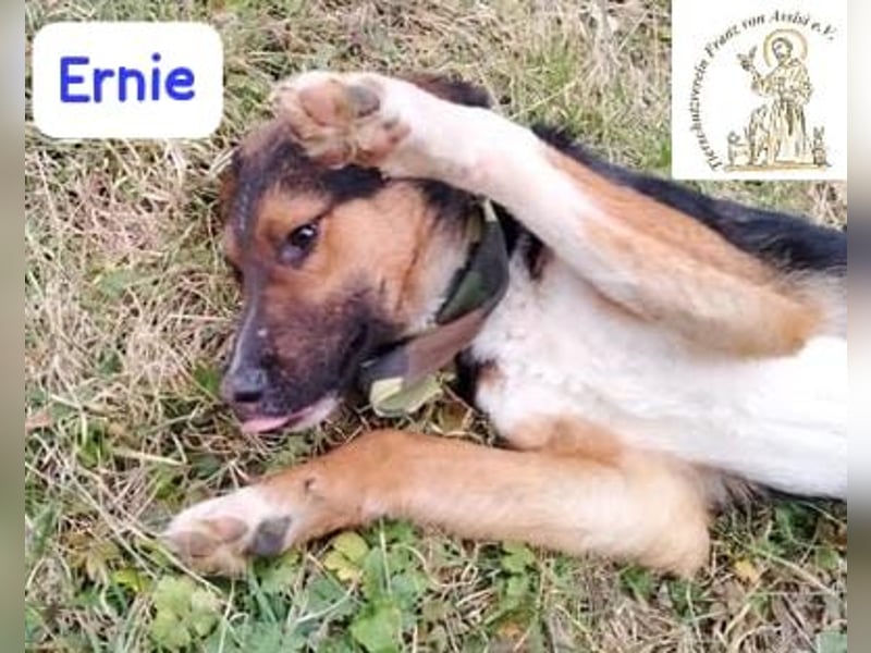 ERNIE – Lebensfreude auf weißen Pfoten