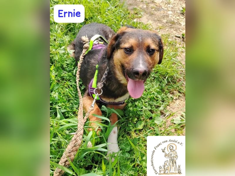 ERNIE – Lebensfreude auf weißen Pfoten