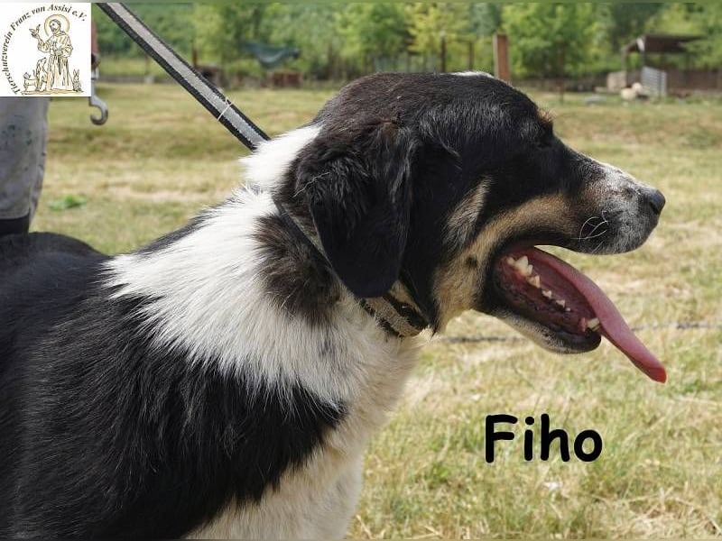 Fiho – der junge Entdecker