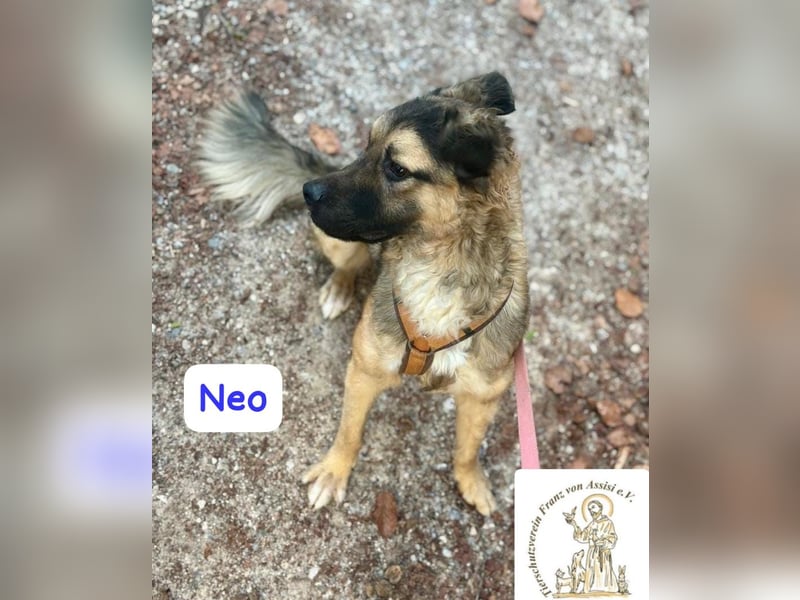 NEO - treuer Begleiter sucht Lieblingsmensch! 